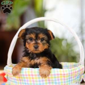 Bella, Yorkie Puppy